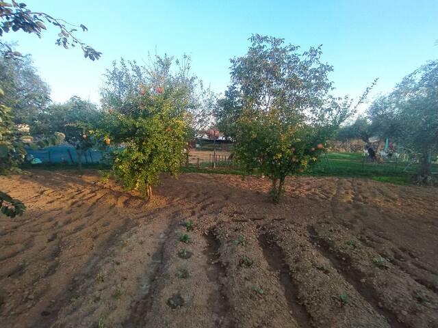 #CC13-6 - Granja Finca para Venta en Cáceres - Extremadur - 1